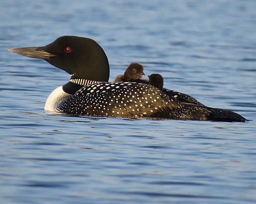 Common Loon